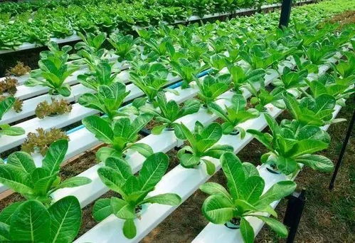 新型大棚蔬菜种植技术,简单易学,种植户们赶紧收藏