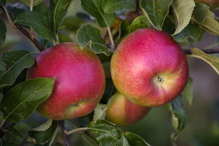 苹果,水果,波姆水果,成熟,健康,维生素,食品,树,科,甜,糖,果糖