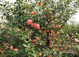 苹果树冬季修剪要根据树体状况