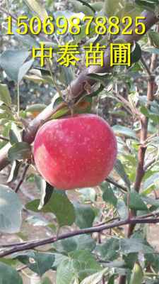 安徽蚌埠3年红肉苹果苗 新闻 哪里有卖的 优质品种原产地价位