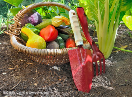 工具和蔬菜在花园里tools and vegetables in garden photo